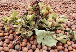 TMO, 22 Ağustos'ta 11 noktada fındık alımına başlayacak