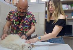 Evcil hayvanlarda 'böcek ısırması ve sokma' uyarısı: Ölümle sonuçlanabilir