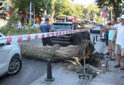 Sarıyer’de ağaç devrildi yol trafiğe kapandı