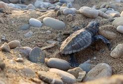 Su sıcaklığı 1 derece düştü, Belek'te caretta caretta yuvaları yüzde 61 azaldı