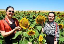 Aksaray'da bu yıl da çerezlik ayçiçeği üretiminde 1'incilik hedefi
