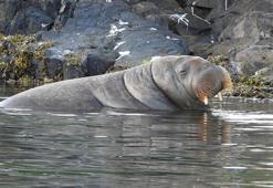 Norveç’te Freya adlı dev deniz aygırı uyutuldu