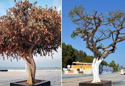 Kurutulmaya çalışılan ağaç, yeniden yeşerdi