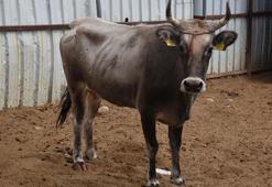 Firari inek 'Dağlar kızı Reyhan', yeni yuvasında