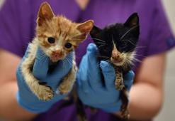 Zifte bulanan yavru kediler temizlendi