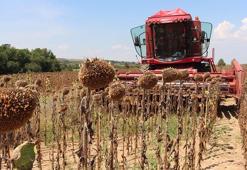 'Çayır tırtılı ve kuraklığa rağmen ayçiçeğinde verim tatmin edici'
