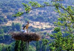 'Leyleklere yeni yuva' projesi ADM Elektrik şirketine uluslararası ödül getirdi