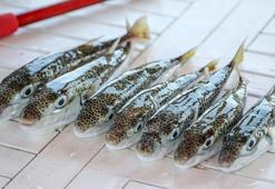 Zehirli balon balığı avında kota 1 milyon 250 bin adet