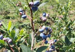 Bursa'dan Hong Kong'a yaban mersini ihracatı