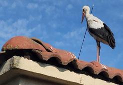 Leyleğin okla göç yolculuğu; "Türkiye'de vurulma ihtimali yüksek"