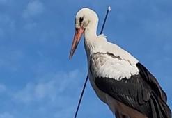 Migration journey of the stork with arrow; "If not found, it has a one-week chance"