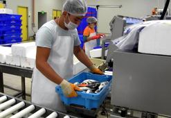 Su ürünleri ihracatında 2023 hedefi erken aşıldı; ihracat 1,4 milyar dolara yaklaştı