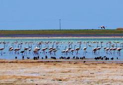 Arin Gölü'nü mesken tutan flamingolar, fotoğrafçıların kadrajında