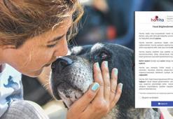 “Havrita’da işaretlenen sokak köpekleri öldürülüyor” tartışması