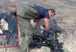 Batman’da nesli tükenme tehlikesi altındaki çizgili sırtlan petrol atığında öldü