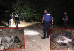 Antalya'da köpek ölümlerine yenileri eklendi