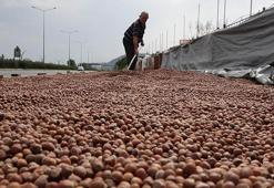 Trabzon'da fındık alımında 'kurutma' rötarı; sahil yolu harman oldu
