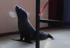 Yeni Zelanda’da evine fok balığı giren Ross: Sanırım kedimiz ‘Coco’ suçlu