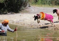 8 asırlık sudan koyun geçirme geleneğine 'şap' engeli