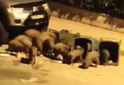 Şehre inen domuz sürüsü kamerada