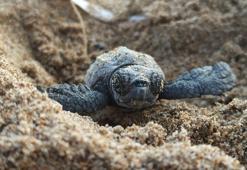 Yavru caretta carettalar için 'göbek bağı' uyarısı: Dokunmayın