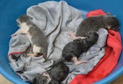 Rögarda mahsur kalan yavru kediler için seferberlik