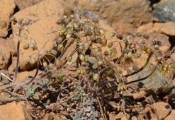 Muğla'da yeni yabani soğan türü keşfedildi