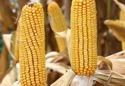 TMO: Mısır hasadı lokal olarak başladı