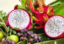 Aydın Büyükşehir Belediyesi ürettiği ejder meyvesinin ilk ürününü aldı