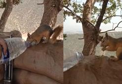 Pençe-Kaplan bölgesinde aç ve susuz sincabı, korucular besledi