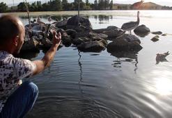 Yiğit ve Ömür ismi verilen pelikanlar Çıldır Gölü'nü mekan tuttu