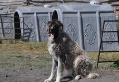 Coğrafi işaretli Kars çoban köpeğinin saflaştırılması için çalışma başlatıldı