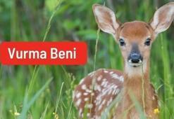 Av izni verilen hayvanlar için 120 bin imza: Vurma Beni