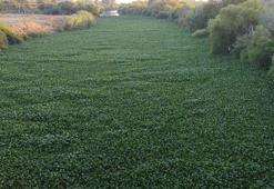 İstilacı su sümbülleri Asi Nehri'nin bazı bölümlerini kapladı