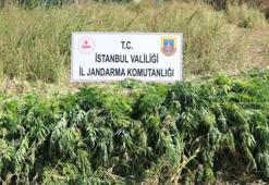 İstanbul'da jandarmadan kök kenevir operasyonu