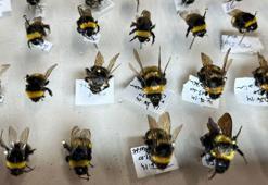 Arı nesli doğal tarımla korunacak