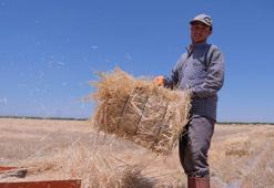 Türkiye'nin tahıl ambarında bu yıl hasat 2,2 milyon ton oldu