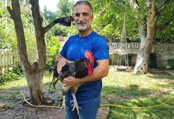 Komşularının sesinden rahatsız olduğu horozunu sosyal medyadan sahiplendirdi