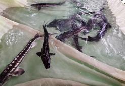 Mersin balığı üretiminde 80 bin yavruya ulaşıldı