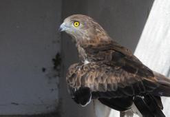 Yaralı yılan kartalı 'engelli kuşlar' barınağında yaşamına devam edecek
