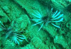 Tarihi batık St. Didier'e istilacı türler yerleşti