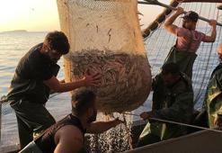 İzmir'de balıkçılar 'Vira bismillah' dedi, ağlardan tirsi ve sardalya çıktı