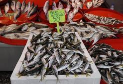 Karadeniz'de istavrit bolluğu; fiyatı yarıya düştü