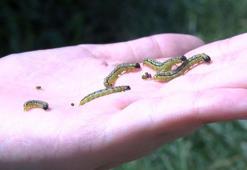 Çayır tırtılı İstanbul'da parklara indi