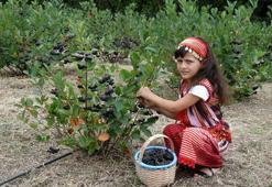 Karadeniz'in yeni meyvesi aronya için hasat zamanı