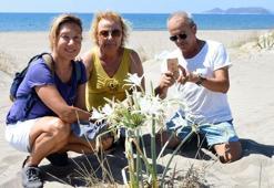 Kum zambakları Demre sahillerinde çiçek açtı