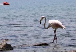 Phaselis Antik Kenti'nde flamingo sürprizi