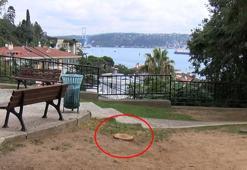 Beşiktaş Ayazma Parkı'nda tartışmalı ağaç kesimi