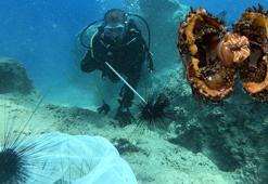 İstilacı deniz kestaneleri ihraç ediliyor