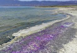 Burdur Gölü sahili mor renge büründü